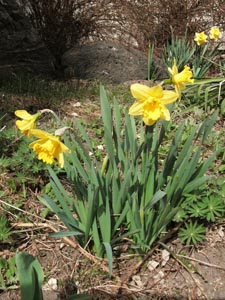 Yellow Daffodils in the fresh spring earth.